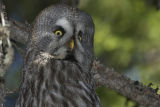 Great Grey Owl 
